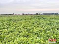山东延长中药材产业链 开出增收“新良方
